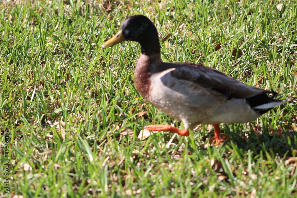 One duck walking on grass in the sun One duck walking on grass in the sun