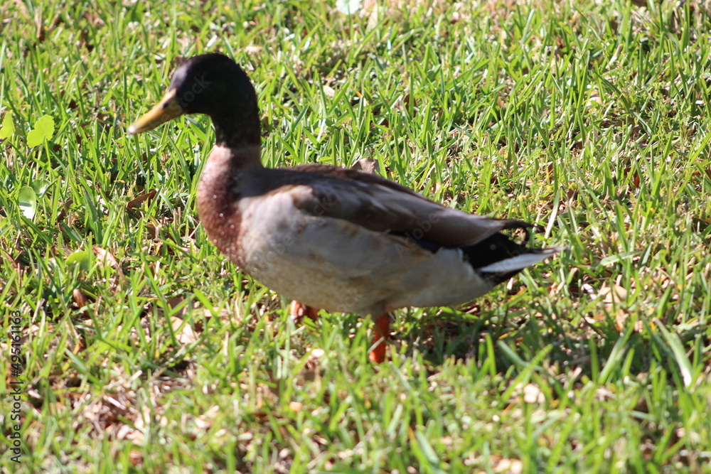 One duck walking on grass in the sun One duck walking on grass in the sun