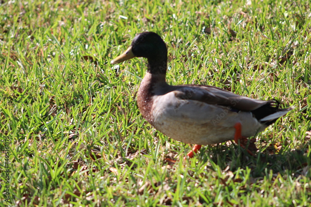 One duck walking on grass in the sun One duck walking on grass in the sun