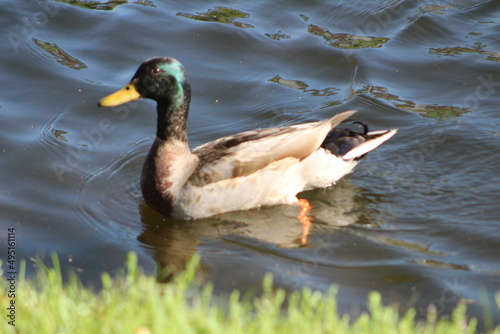 One Duck on water swimming 