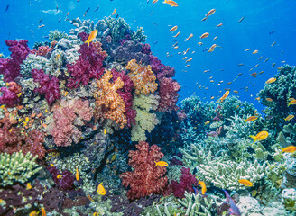 Gordijnen Koraalriffen Koraalrif in Stille Oceaan Fiji  © John Anderson