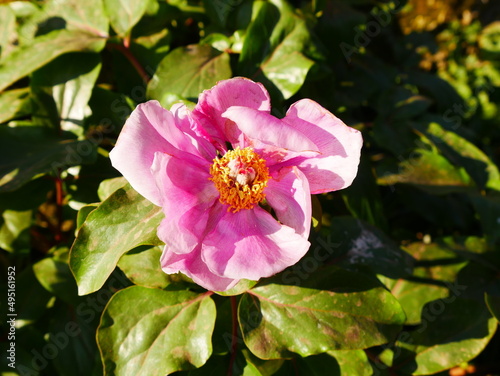 Rose pourpre fuchsia à coeur jaune 'Xaros' de Tantau - Sable émouvant, plante exotique avec des pétales roses, du jaune, sur un beau feuillage ou arbuste de feuilles vertes, éclairé par le soleil photo
