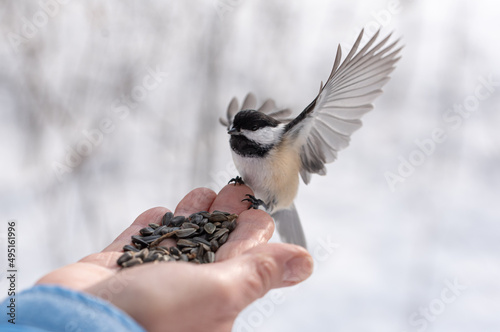 Close up of chickadee bird with outstretched wings landing on hand.