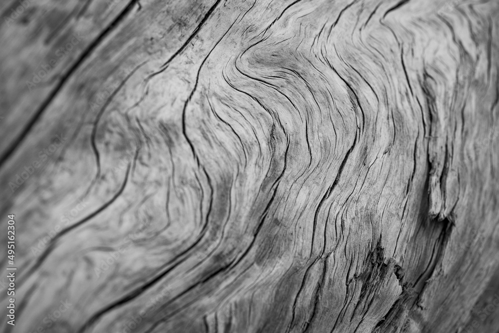 Fototapeta premium PNW Beach Coastal Landscape Photography