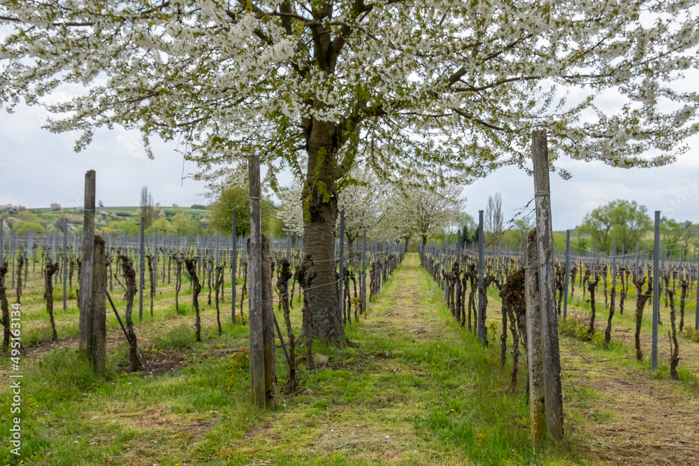 Vogelkirschbäume im Weinberg, Pfalz Vogelkirschbäume im Weinberg, Pfalz