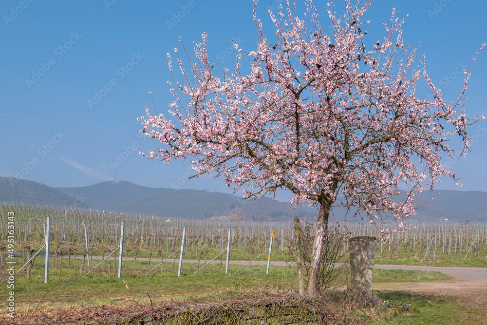 Blühender Mandelbaum  (Prunus dulcis)