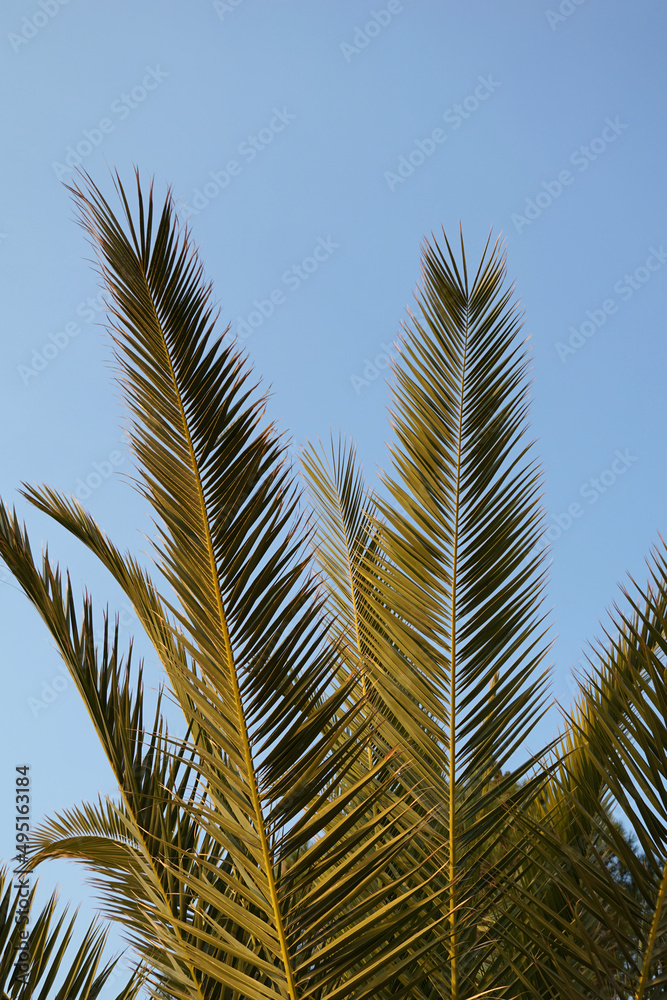 Long green sharply palm branches on the blue sky background Long green sharply palm branches on the blue sky background