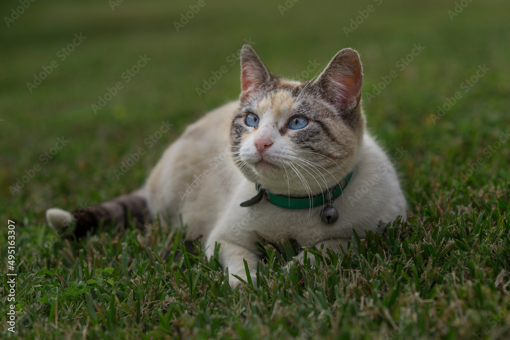 The cat looks up and lying on green lawn. Portrait of fluffy white cat with blue eyes in nature.