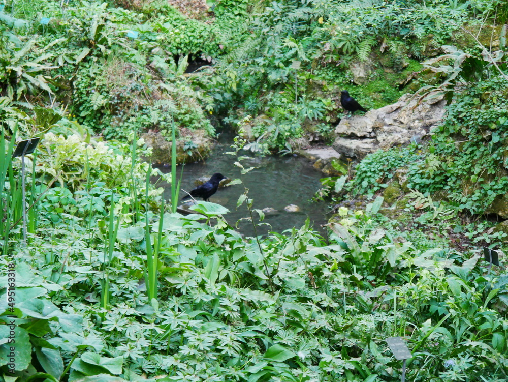 Petit ruisseau d'eau en plein milieu d'une grande plaine de verdure et de nature, avec un petit oiseau noir s'y promenant, et des cailloux posés partout, exploration inconnu - obrazy, fototapety, plakaty 