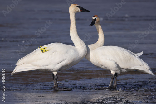 Trumpeter swan couple, one tagged, doing courtship rituals prior to mating on frozen marsh