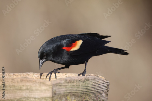 Male REd Wing Blackbird early migration arrivals staking out territories in early spring on freezing day