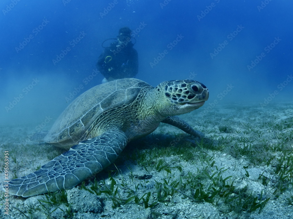sea turtle with scuba divers around underwater Mediterranean  sea ocean scenery