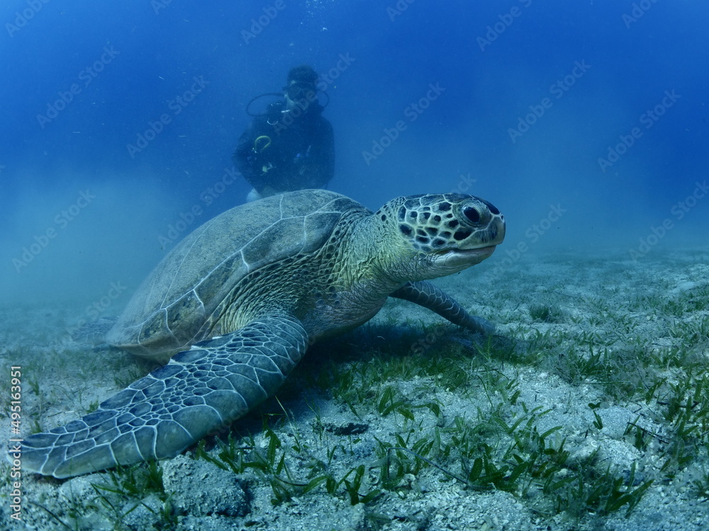 Obraz premium sea turtle with scuba divers around underwater Mediterranean sea ocean scenery