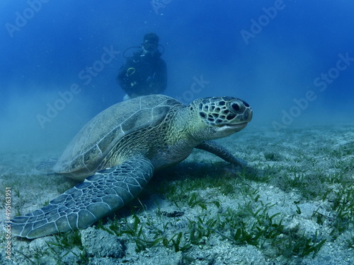 sea turtle with scuba divers around underwater Mediterranean  sea ocean scenery © underocean