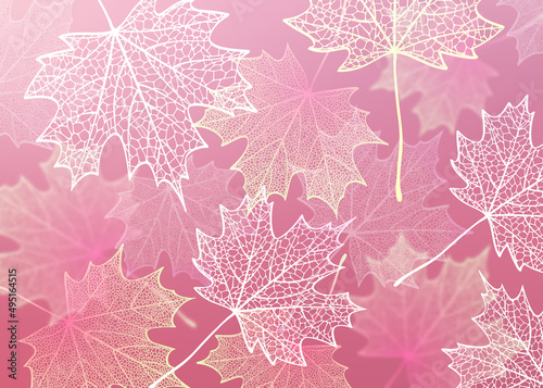 Leaves. Fall skeleton maple foliage. 