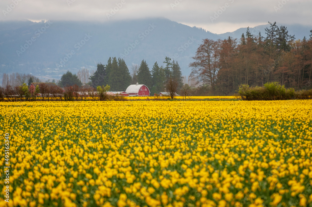 Colorful Springtime Tulip Fields in Bloom. The Skagit Valley in Washington state are mostly known for its tulip festival but daffodils make up an even larger share of the flower growing market.