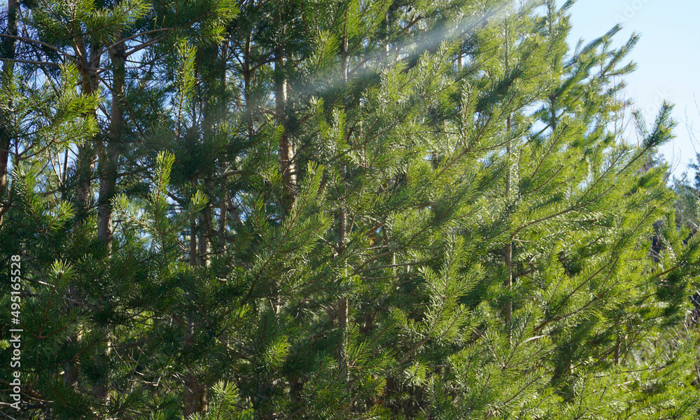 spruces
spruces
