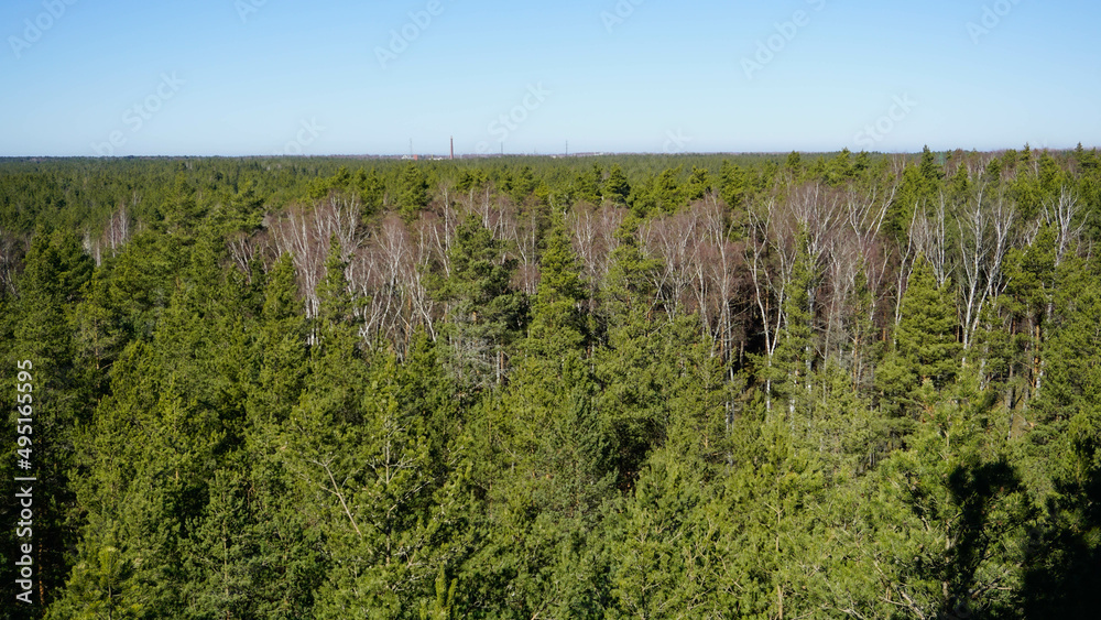 Forest skyline