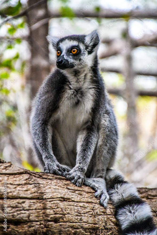 Fototapeta premium Tenerife lemur