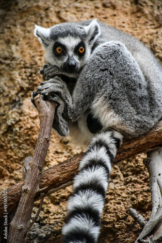 Tenerife lemur