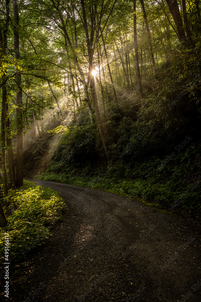 Morning Sunburst Lights The Fog Over Balsam Mountain Road