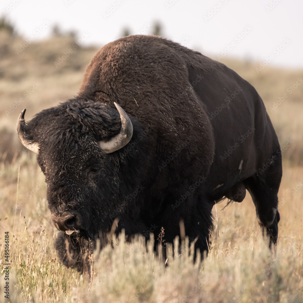 Muddy Faced Male Bison Walks Through Brown Grass Muddy Faced Male Bison Walks Through Brown Grass