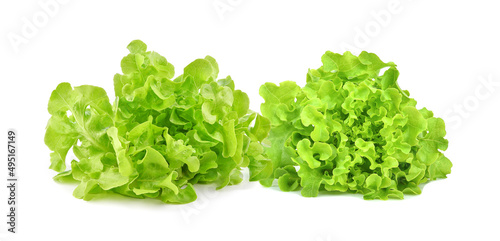 Fresh green organic lettuce isolated on white background.