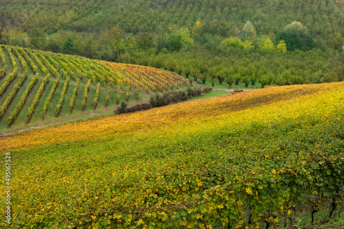 Landscape of Barolo wine region © beatrice prève