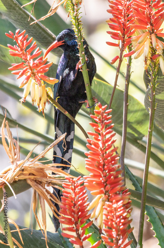 Green Wood-hoopoe feeding on nectar on an Aloe plant, South Africa photo