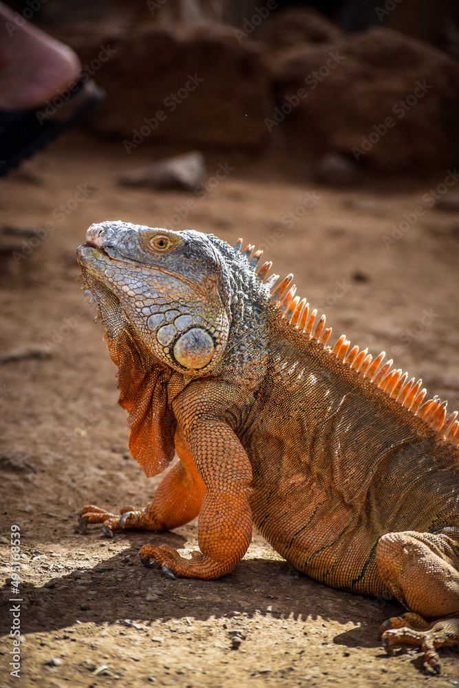 iguana iguana