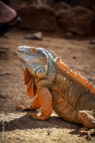 iguana