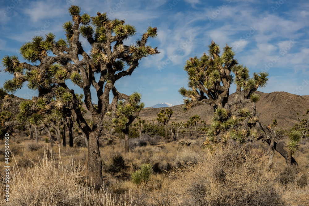 Onyx Mountain Peeks Through Joshua Trees