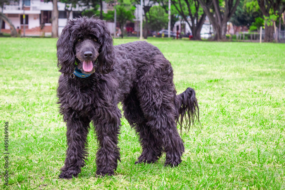 mascota perro negro peludo en el parque