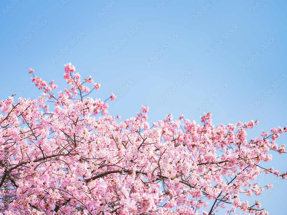 Beautiful pink cherry blossoms or sakura flowers in full bloom blowing by  wind, Warm spring image, Nobody Stock Photo | Adobe Stock