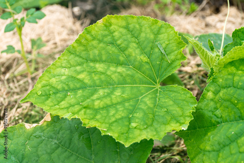 cucumber leaves begin to turn yellow from a lack of minerals during the fruiting period photo