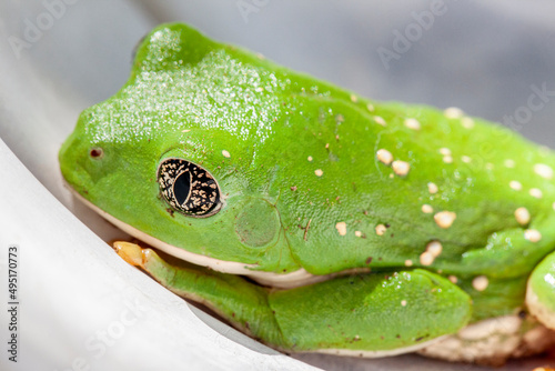 Mexican Leaf Frog, green frog