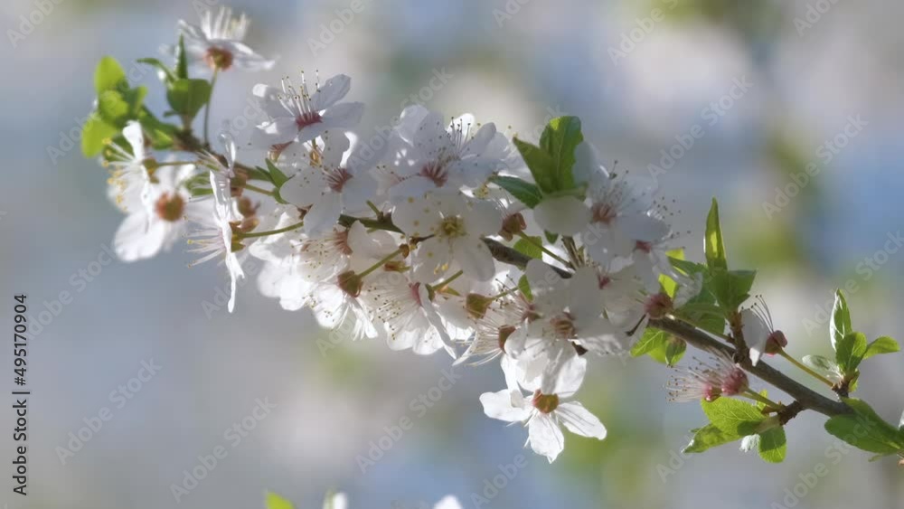 Twigs of cherry tree with white blossoming flowers in early spring Twigs of cherry tree with white blossoming flowers in early spring