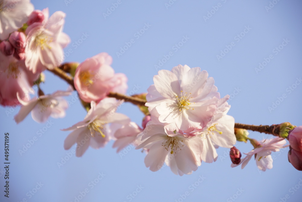Kirschblüten im Sonnenlicht mit blauen Himmel Kirschblüten im Sonnenlicht mit blauen Himmel