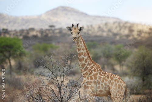 Hello down there. Shot of a giraffe standing in its natural habitat.