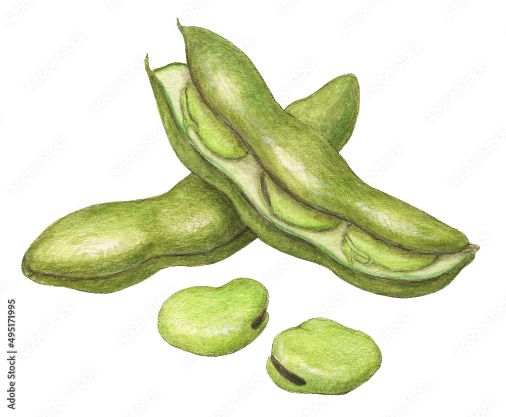 そら豆 水彩色鉛筆野菜イラスト Stock Illustration Adobe Stock