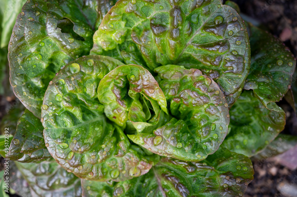 Healthy food, green leaf lettuce salad growing in eco garden Healthy food, green leaf lettuce salad growing in eco garden