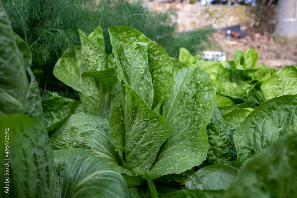 Healthy food, green leaf lettuce salad growing in eco garden Healthy food, green leaf lettuce salad growing in eco garden
