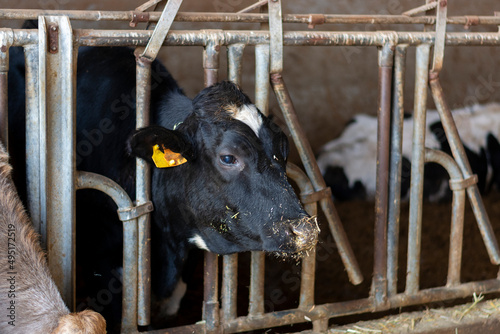 Sunny morning on parmesan parmiggiano-reggiano cheese production farm in Parma, cows is eating and waiting for milking.