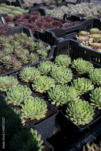 Variety of sempervivum succulent plants for garden landscape design