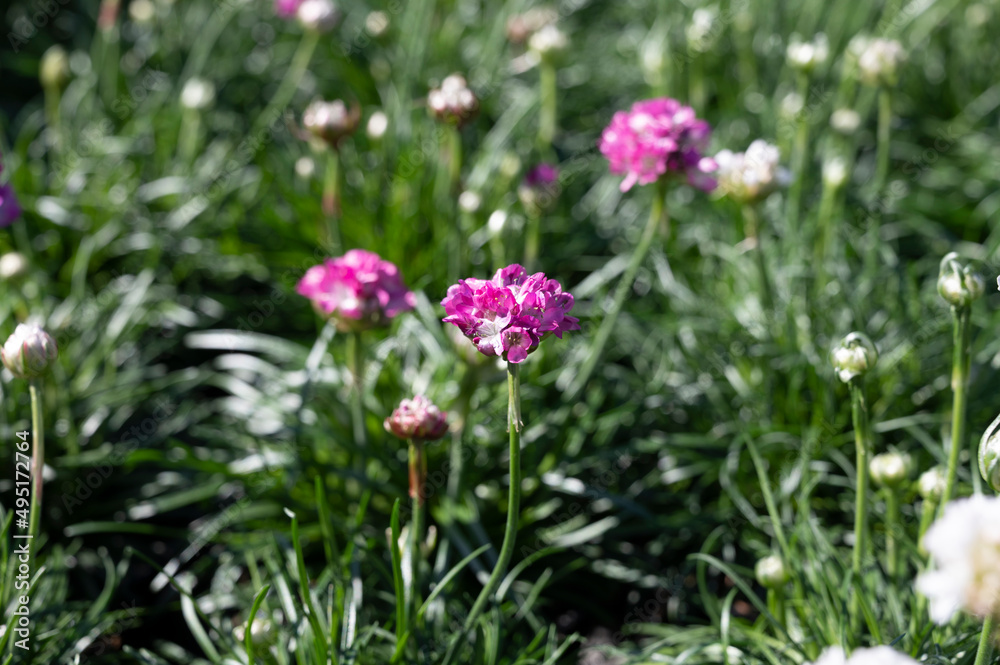 Perennial spring pink flowers for the garden for sale in garden shop Perennial spring pink flowers for the garden for sale in garden shop
