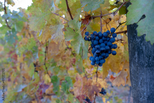 Autumn on vineyards near wine making town Montalcino, Tuscany, ripe blue sangiovese grapes hanging on plants after harvest, Italy