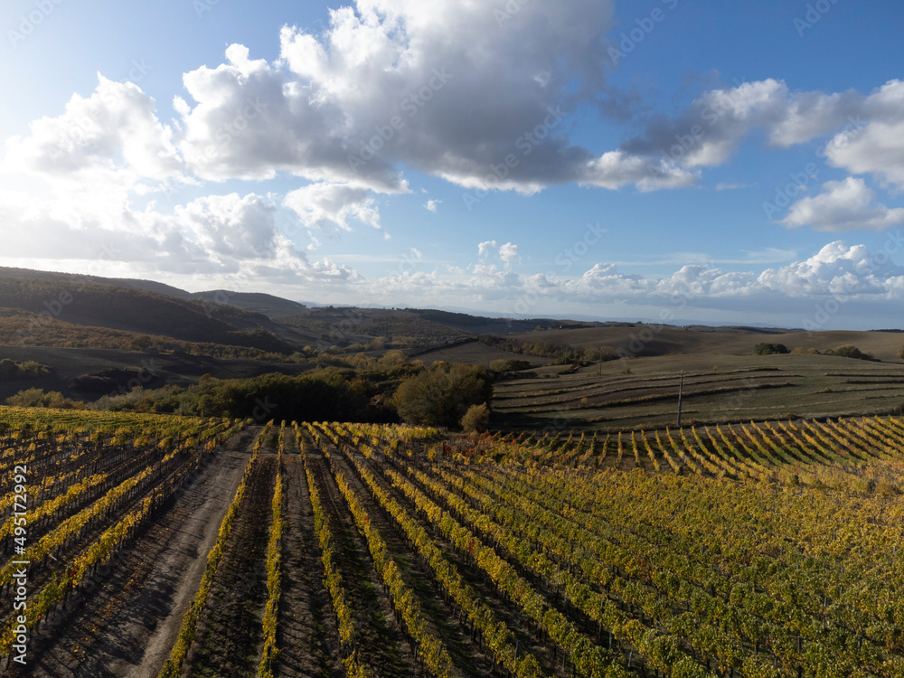 Aerial view on hills autumn on vineyards near town Montalcino, Tuscany, rows of grape plants after harvest, Italy