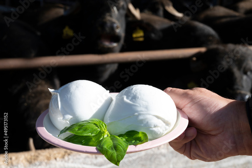 White balls of Italian soft cheese Mozzarella di Bufala Campana and Mediterrane Italiana buffalo raised on Italian cheese farm for production of buffalo milk on backgroud photo