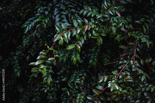 Dark Green Leaves Background dense dark green leaves on a dark background