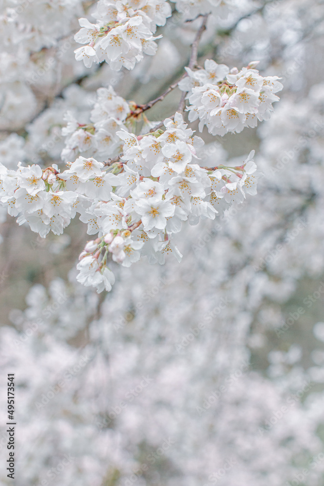 white cherry blossoms on tree branch with white background white cherry blossoms on tree branch with white background